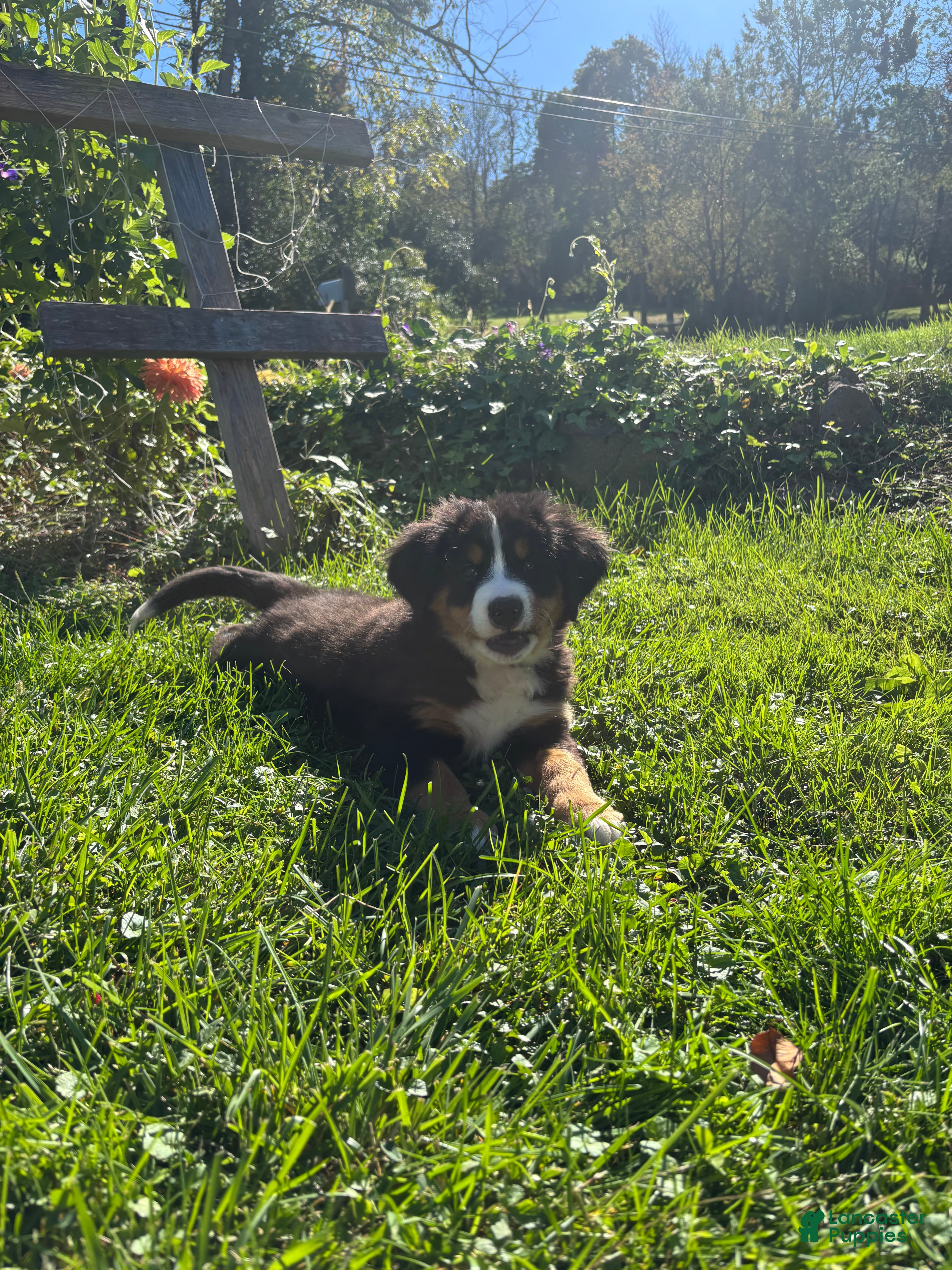 Bernese Mountain Dog dogs Florence (Flow) - Ad 2