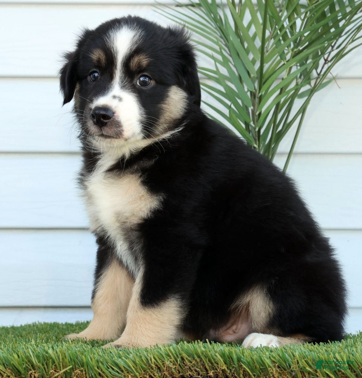 Miniature Australian Shepherd dogs for sale: Toby - Ad 5