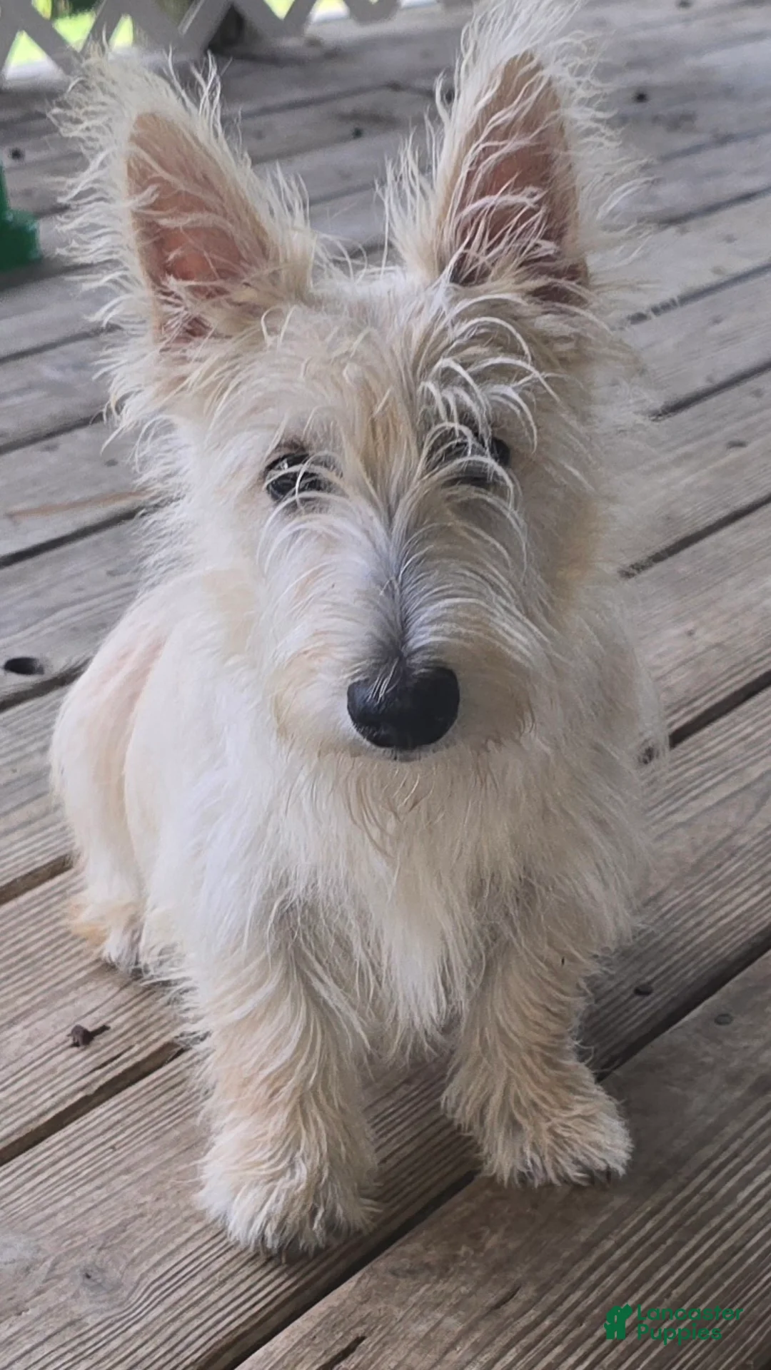 Scottish Terrier dogs for sale: Scottish Terrier 1 - Ad 2