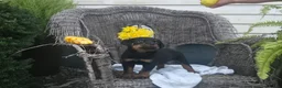 Rottweiler dogs for sale: Tinker - Ad 4