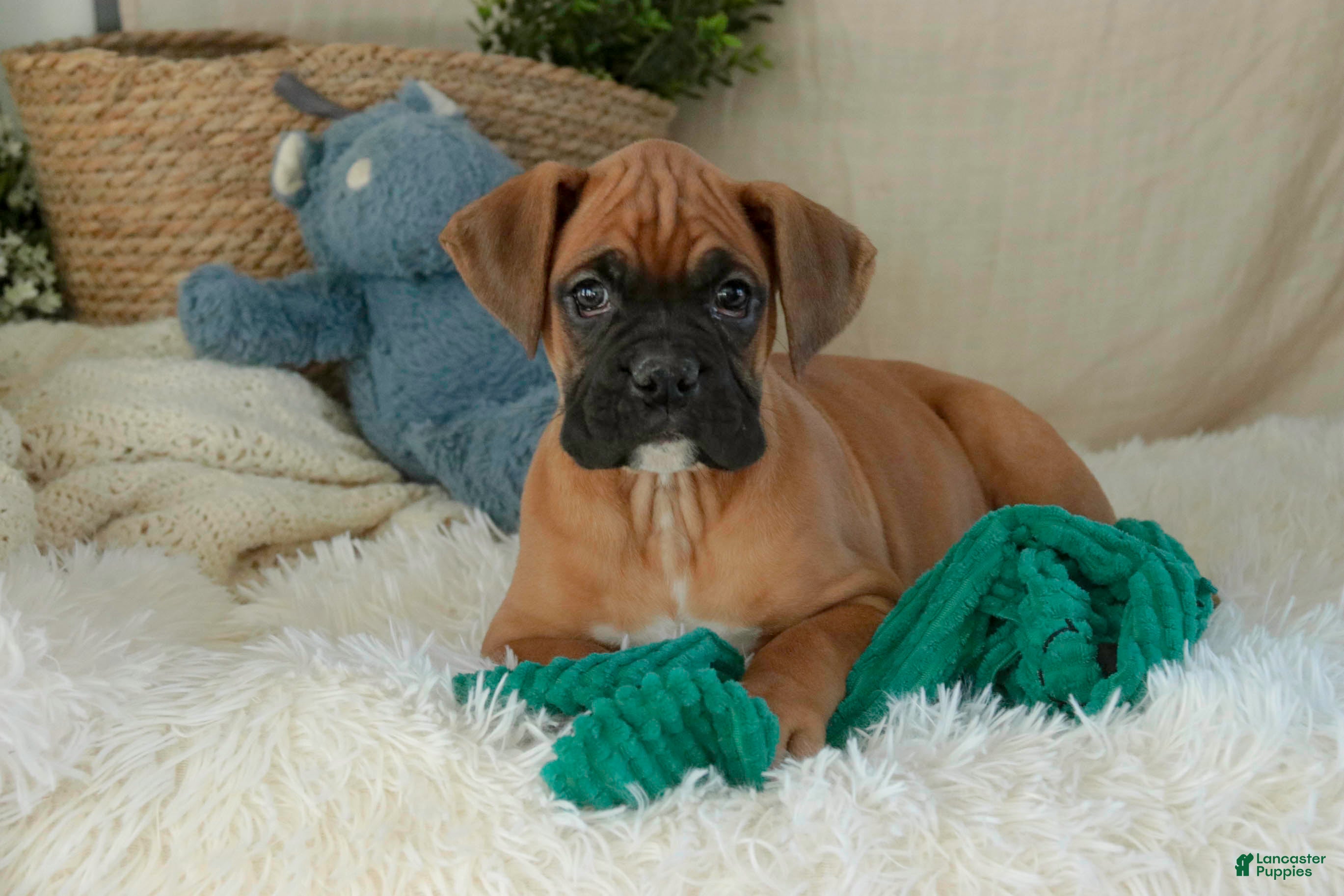 Boxer dogs Cleo - Ad 2