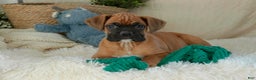 Boxer dogs for sale: Cleo - Ad 2