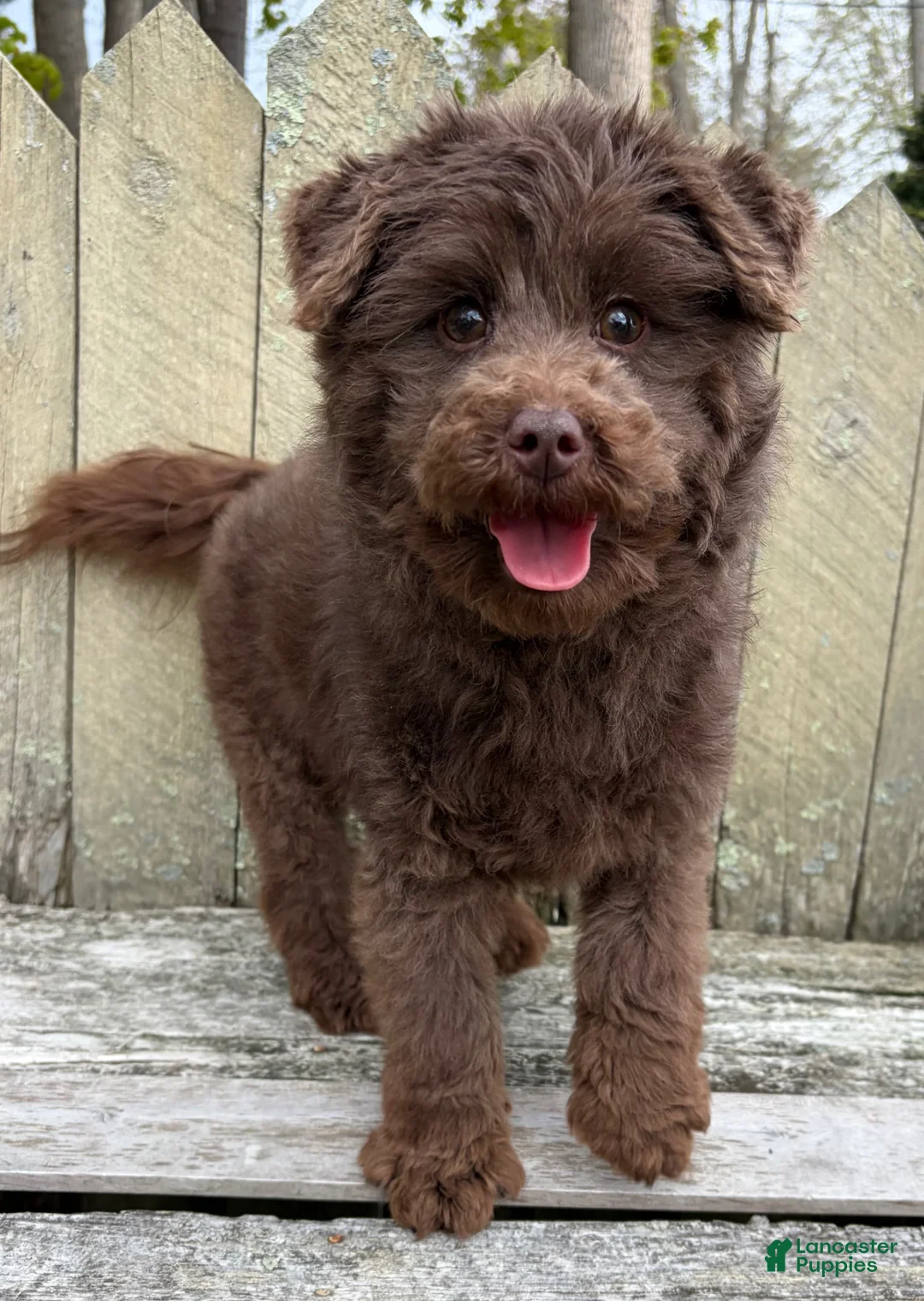 Mini Bernedoodle dogs for sale: 💗IN BOSTON MASSACHUSETTS AREA💗TINY CHOCOLATE DOODLE GIRL💗 - Ad 1