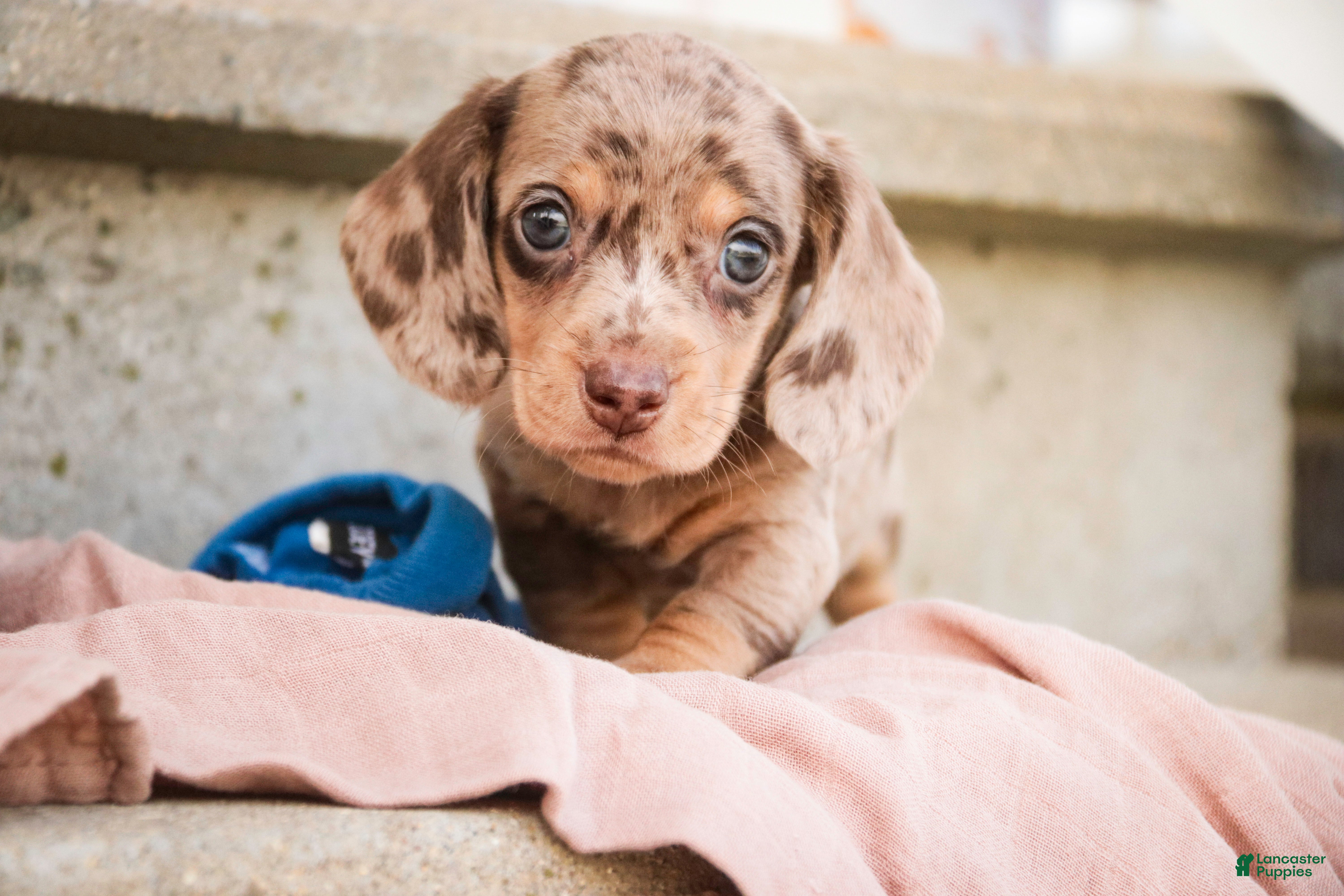 Miniature Dachshund dogs Pluto - Ad 1