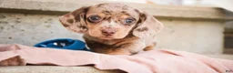 Miniature Dachshund dogs for sale: Pluto - Ad 1