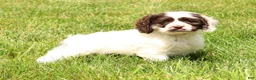 Cocker Spaniel dogs for sale: Lily - Ad 8