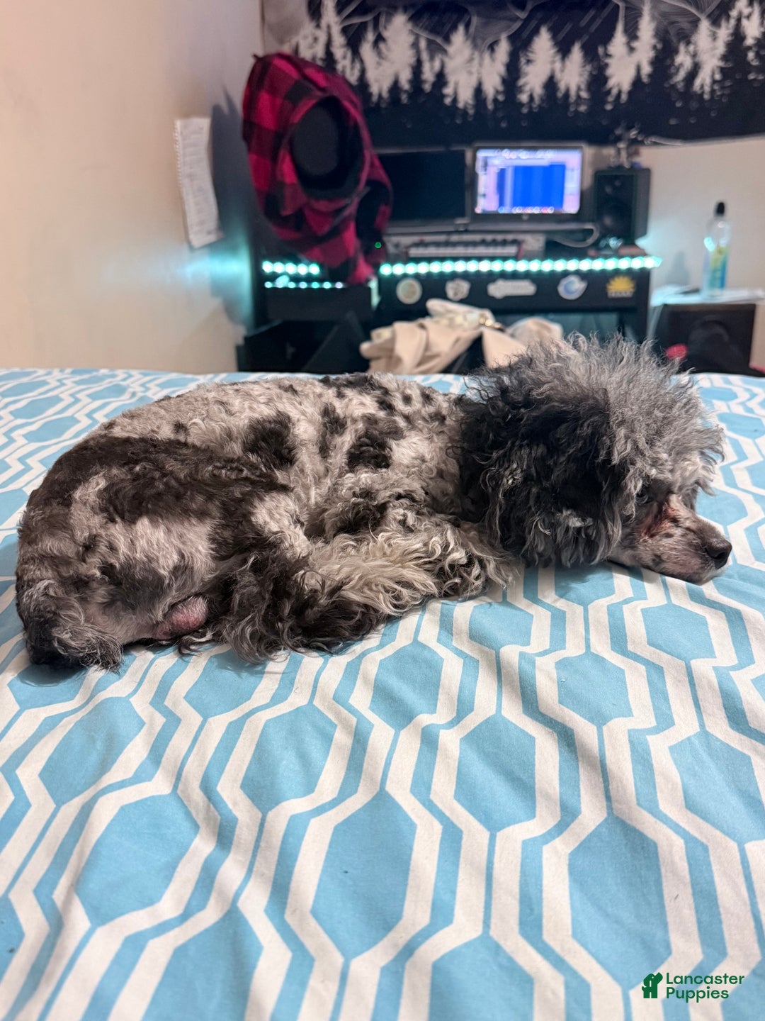 Toy Poodle dogs for stud: Julian - Ad 2