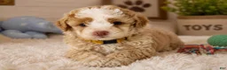 Mixed Breed dogs for sale: Male 5 - Ad 3
