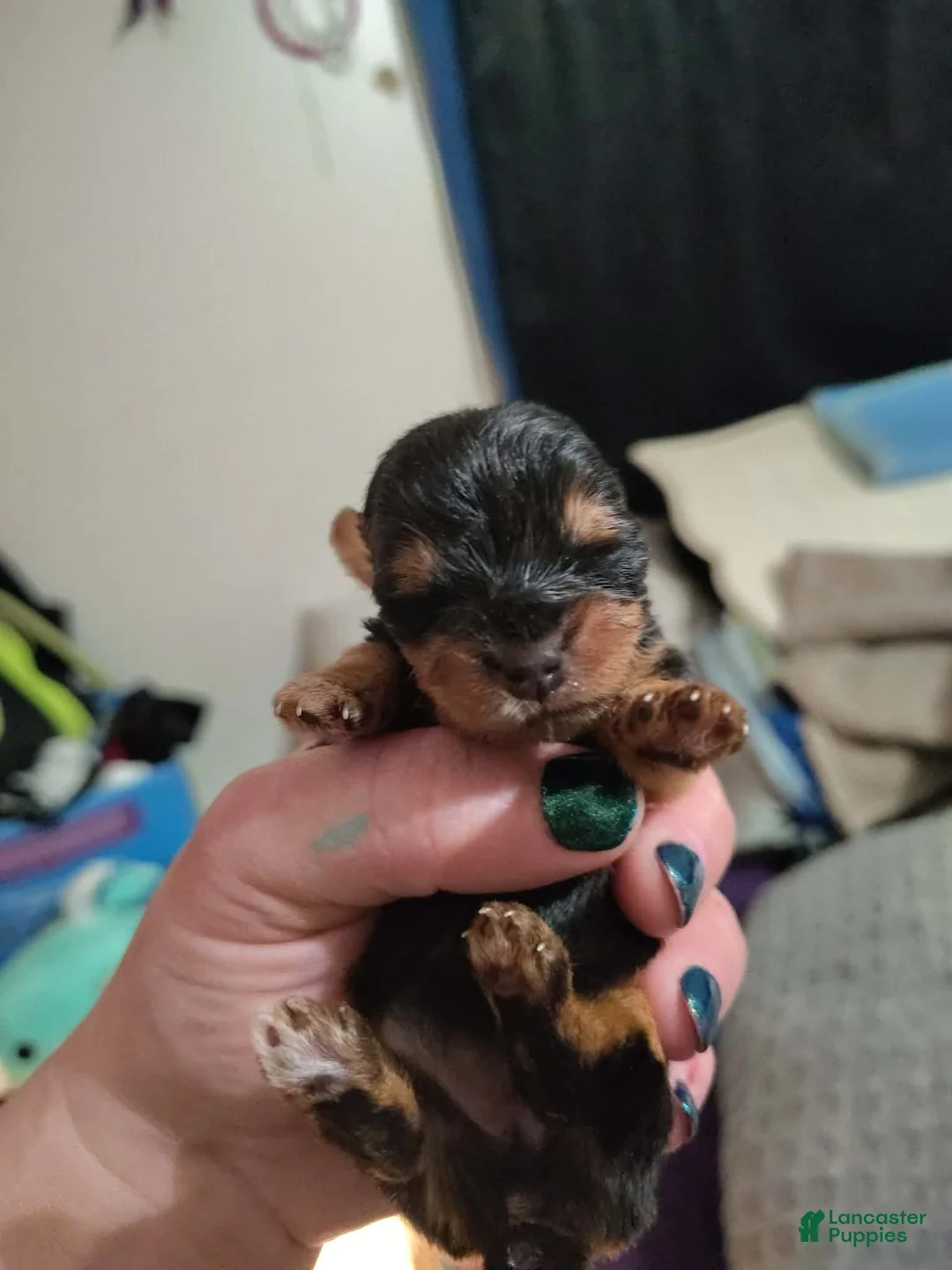 Yorkshire Terrier dogs for sale: Yorkshire Terrier Puppy 3 - Ad 2