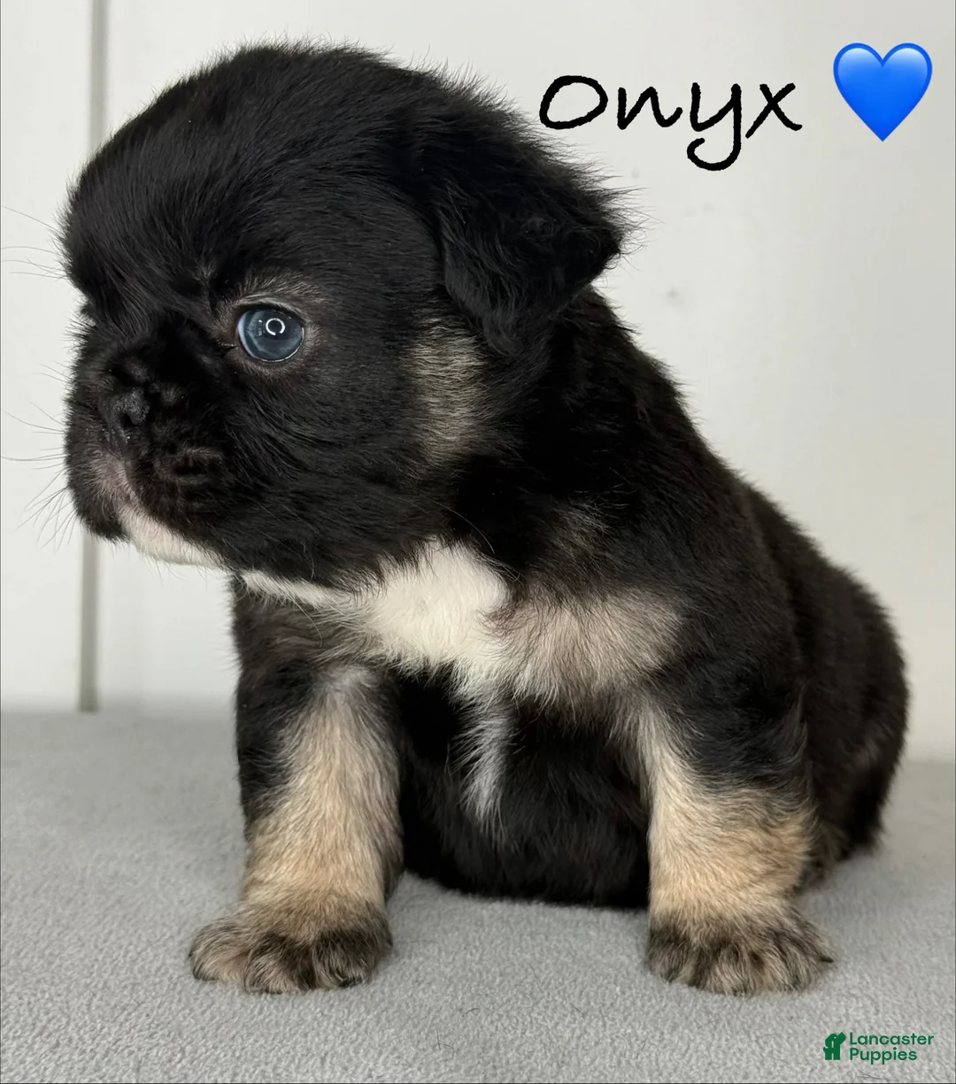 French Bulldog dogs for sale: Onyx - Male French Bulldog Puppy  - Ad 2