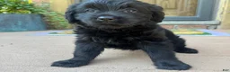 Mixed Breed dogs for sale: 1 Serena - Ad 2