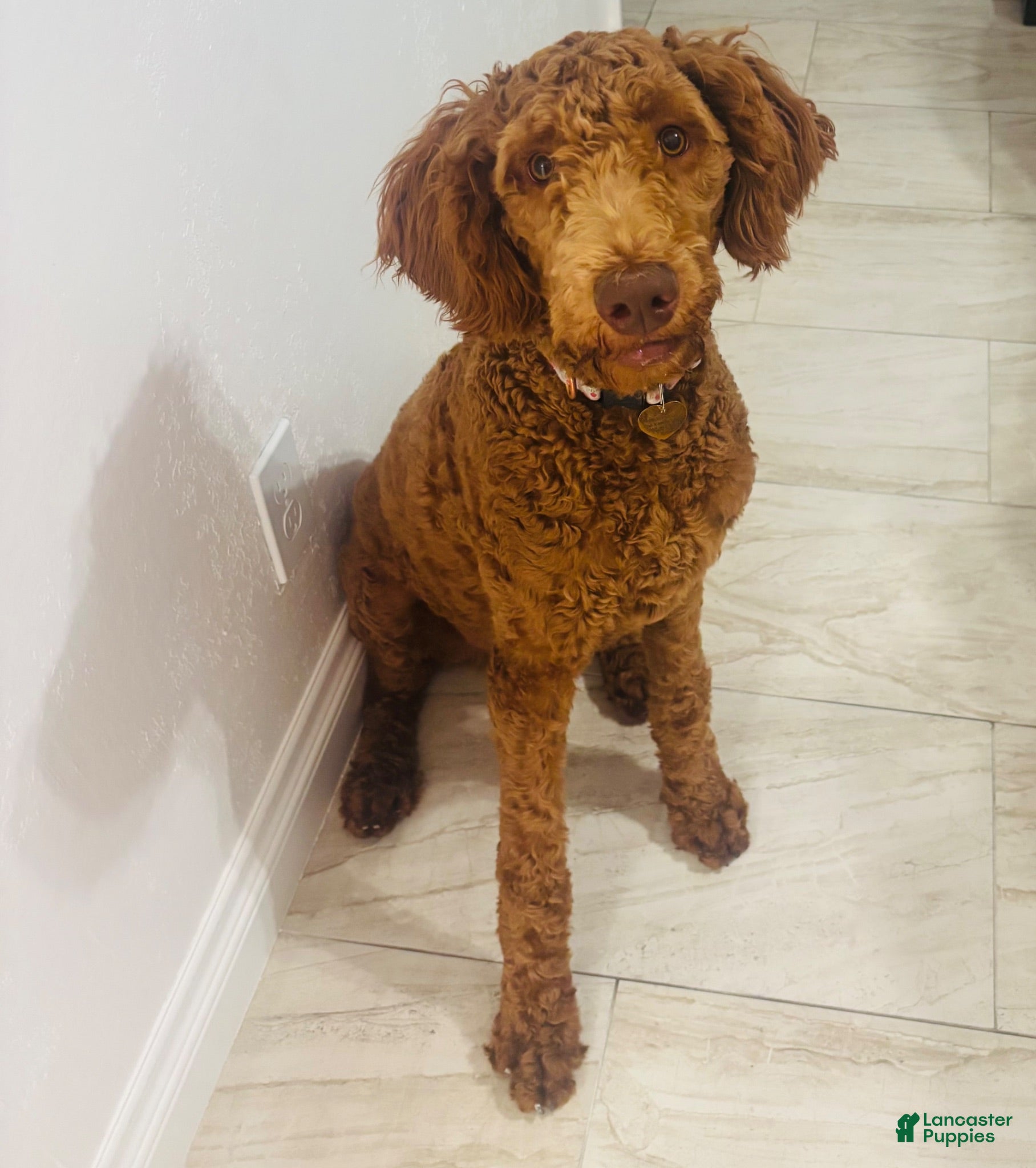 Goldendoodle dogs Sasha - Ad 2
