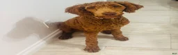 Goldendoodle dogs for sale: Sasha - Ad 2