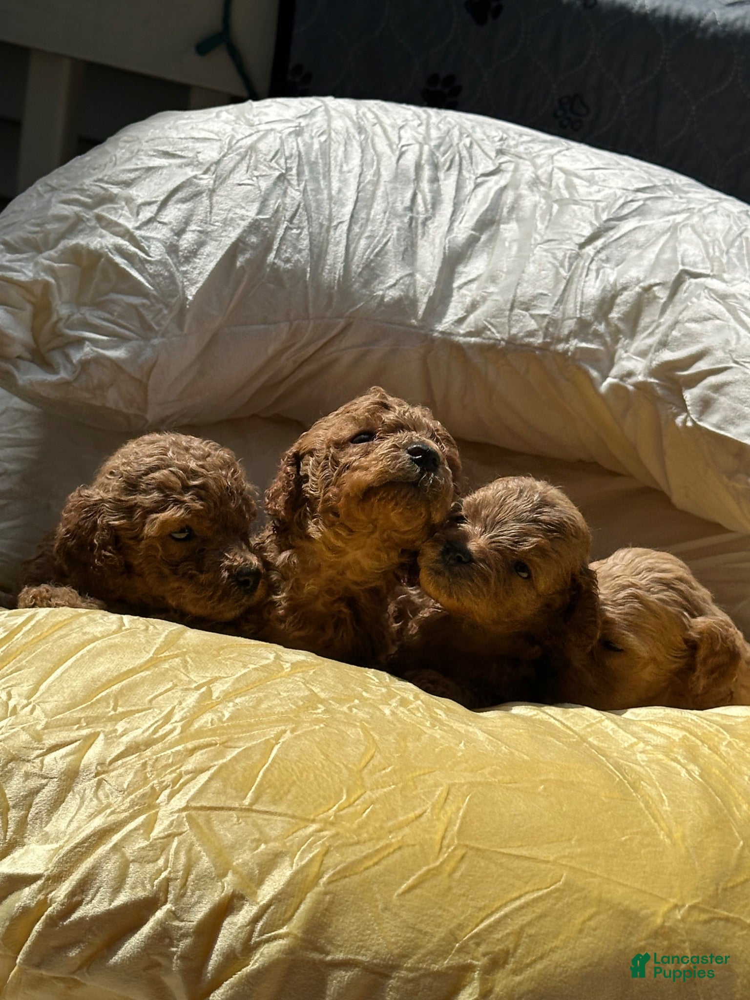 Cockapoo dogs rusty Cockapoo 3 - Ad 27