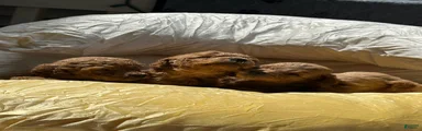 rusty Cockapoo 3