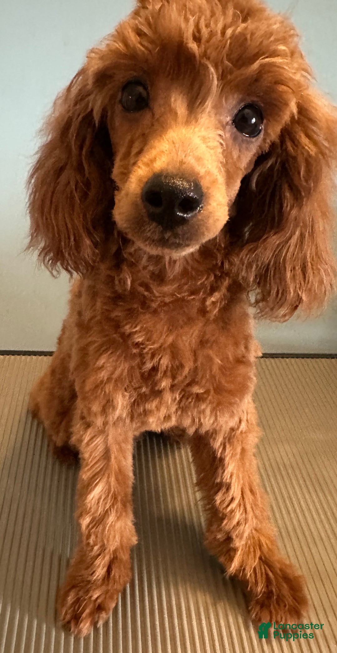 Toy Poodle dogs for sale: Charlie - Ad 1