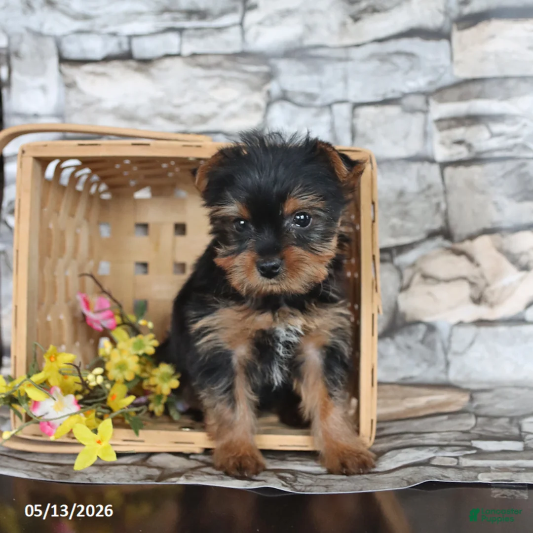 Yorkshire Terrier dogs for sale: Janice - Ad 5