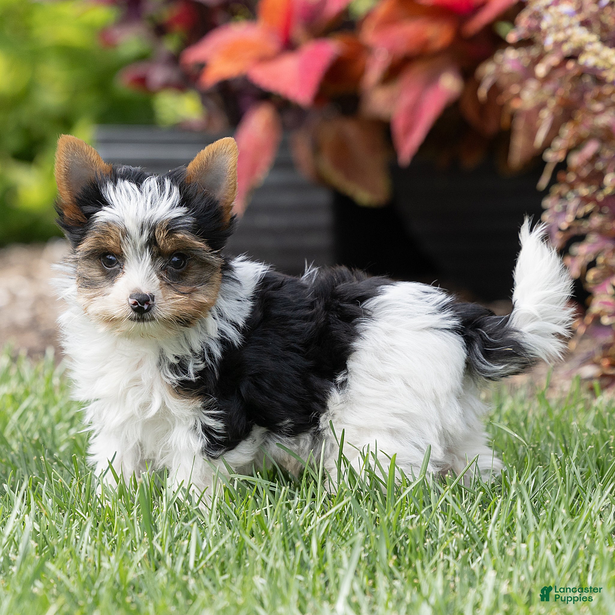 Biewer Terrier dogs Bennie Biewer Terrier  - Ad 2