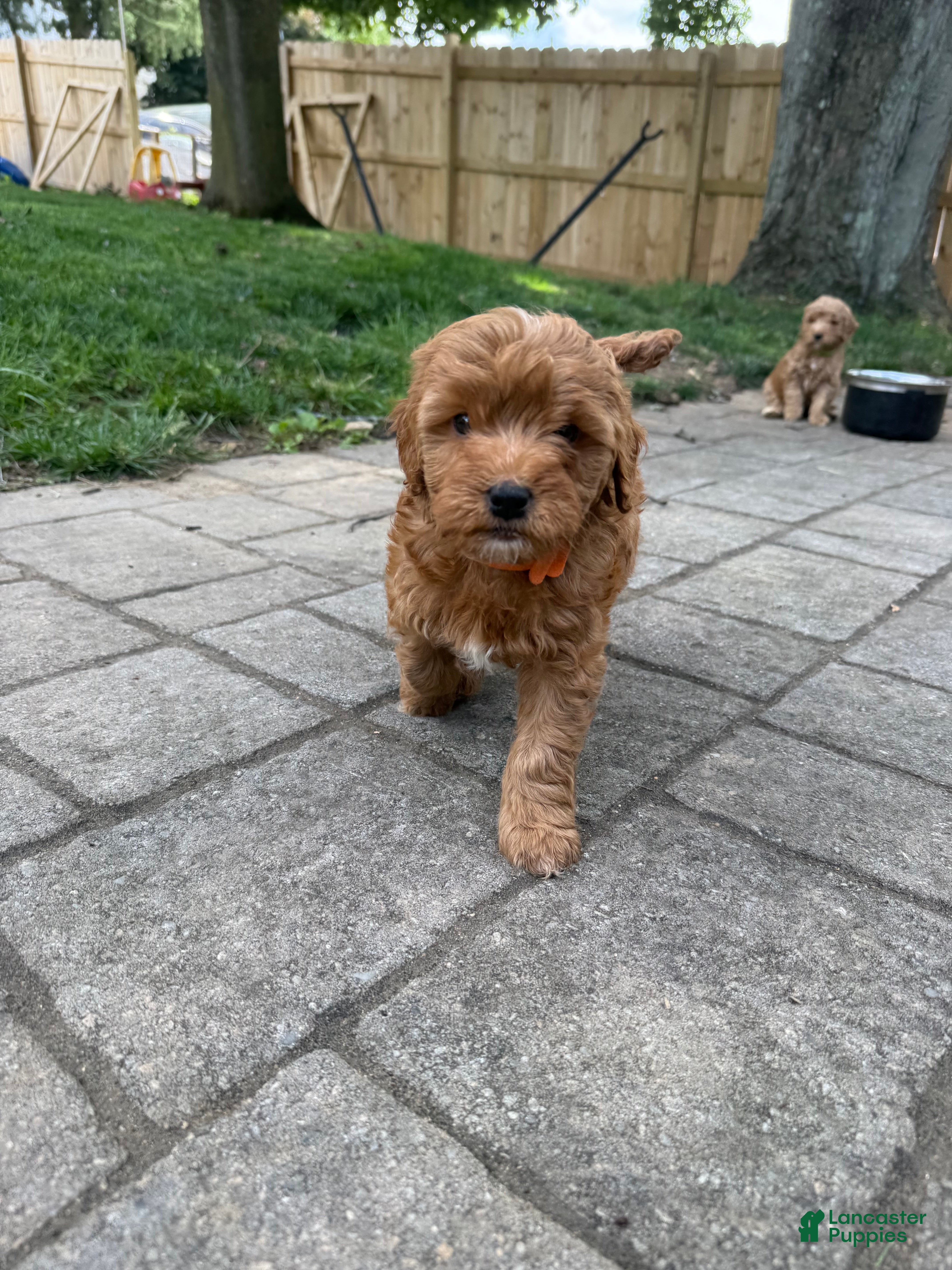 Mixed Breed dogs Sunny - Ad 11