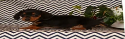 Miniature Dachshund dogs for sale: Annie - Ad 5