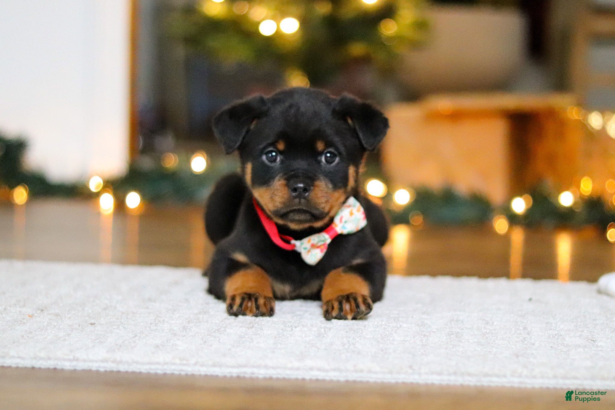 Rottweiler dogs Zara - Ad 2