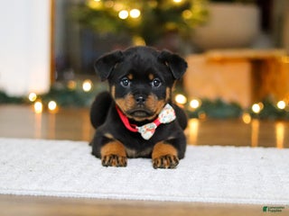 Rottweiler dogs Zara - Ad 2
