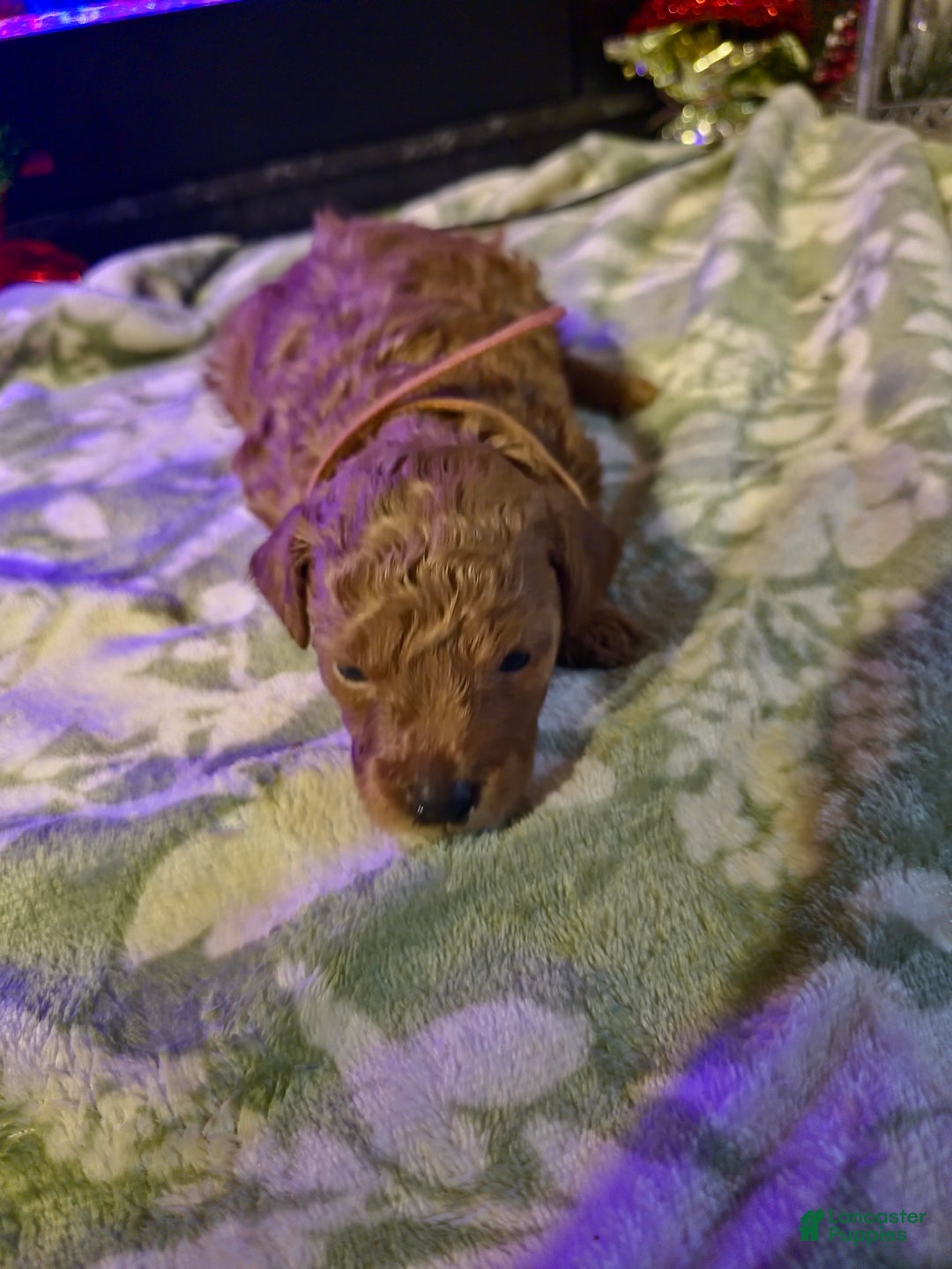 Mini Goldendoodle dogs for sale: Nova - Ad 18