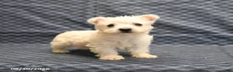 West Highland Terrier dogs for sale: Ginger - Ad 3