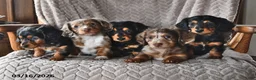 Miniature Dachshund dogs for sale: Buffy - Ad 5