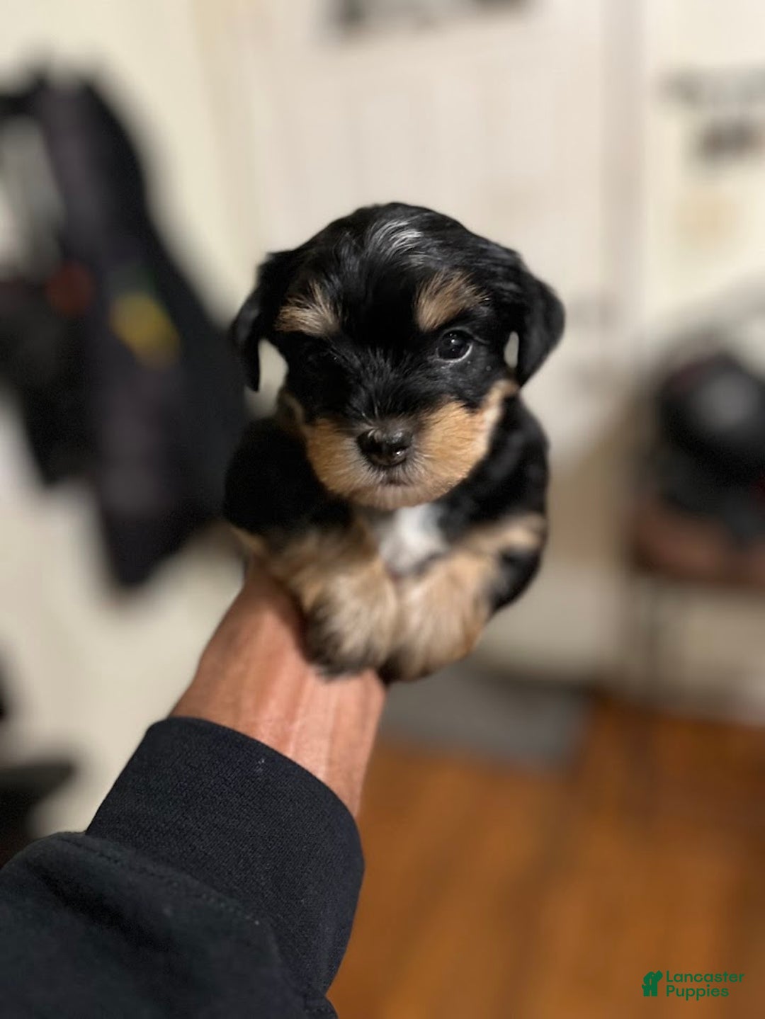 Yorkiepoo dogs for sale: Yorkiepoo Puppy 2 (Izzy) - Ad 1