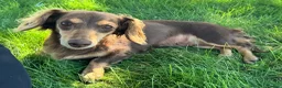 Dachshund dogs for sale: Duke - Ad 5