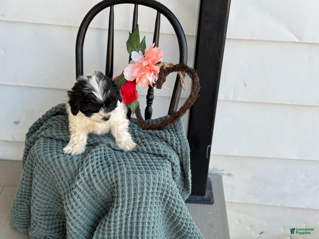 Shihpoo dogs for sale: Glory - Ad 11