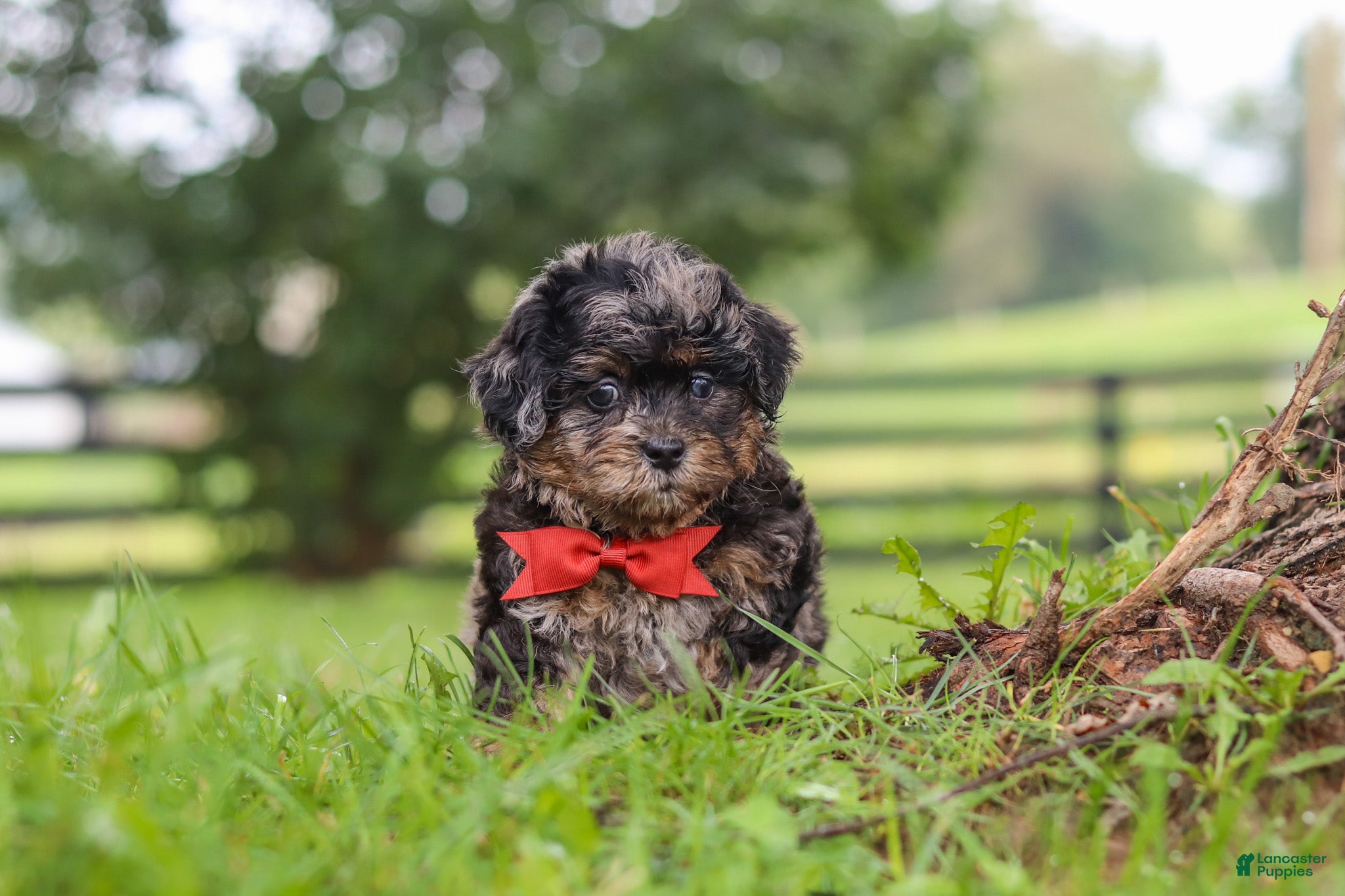 Shihpoo dogs Koda - Ad 1