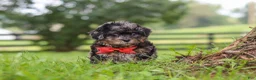 Shihpoo dogs for sale: Koda - Ad 1
