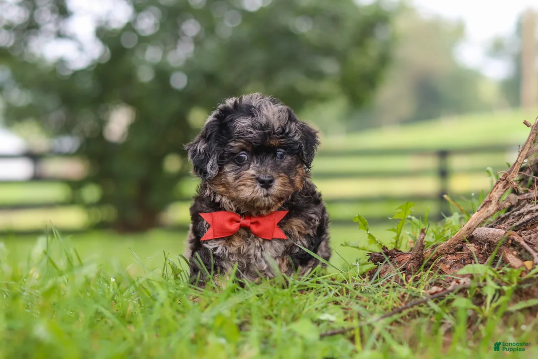 Shihpoo dogs for sale: Koda - Ad 1
