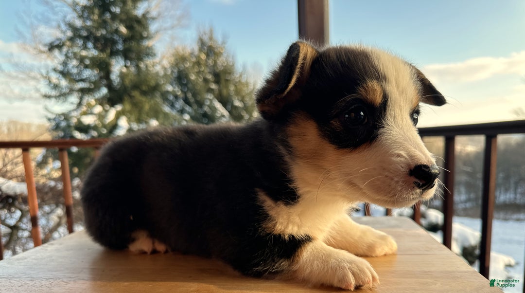 Welsh Corgi Pembroke dogs for sale: Banner - Ad 12