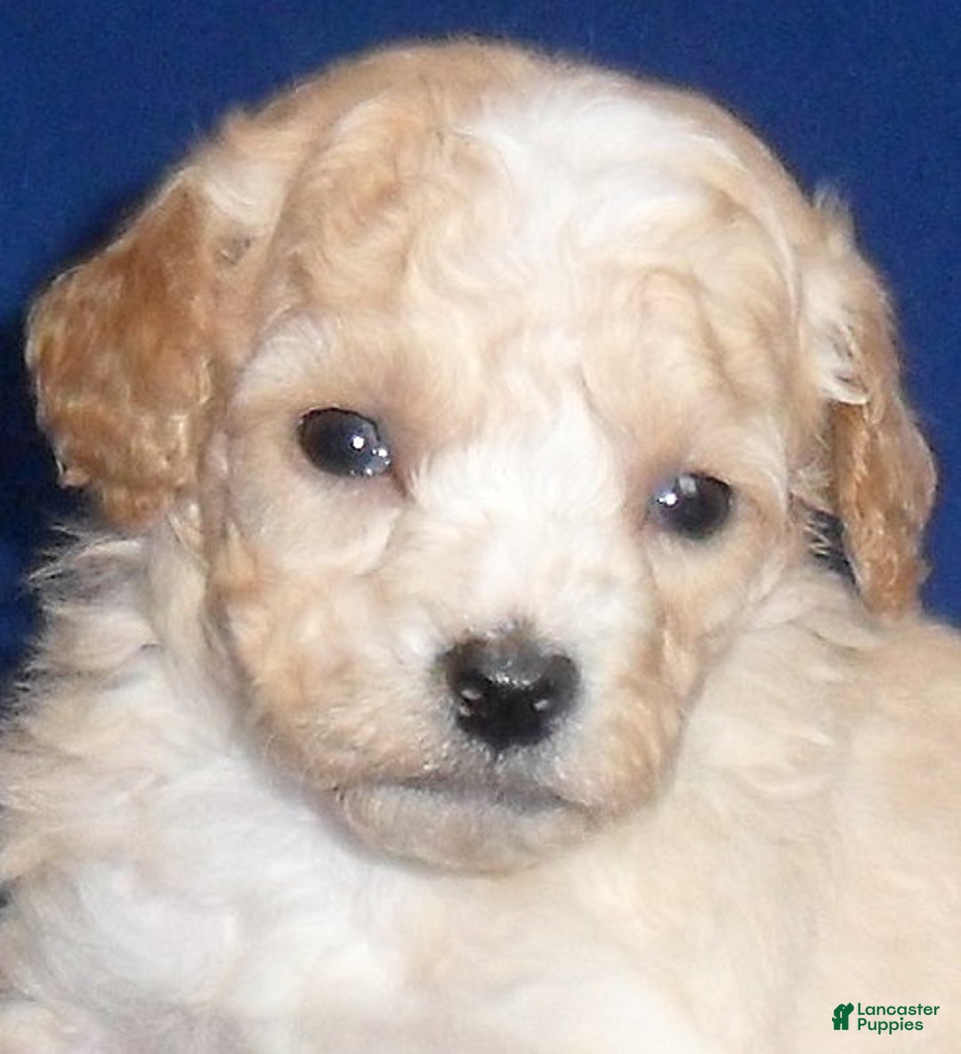 Shihpoo dogs for sale: Nugget - Ad 5
