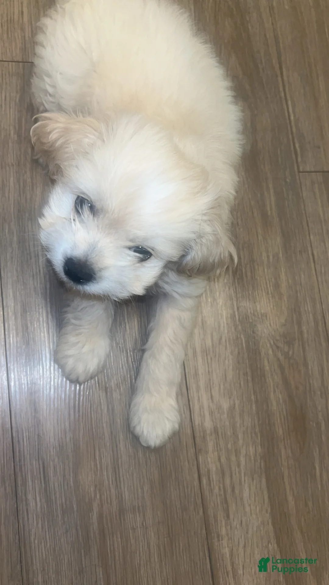 Shorkie dogs for sale: Shorkie 1 - Ad 2