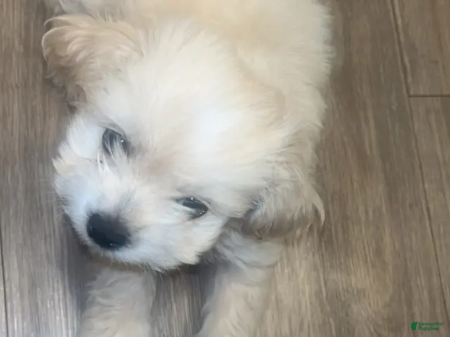 Shorkie dogs for sale: Shorkie 1 - Ad 2