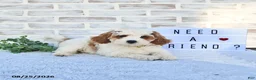 Cavapoo dogs for sale: Case  - Ad 3