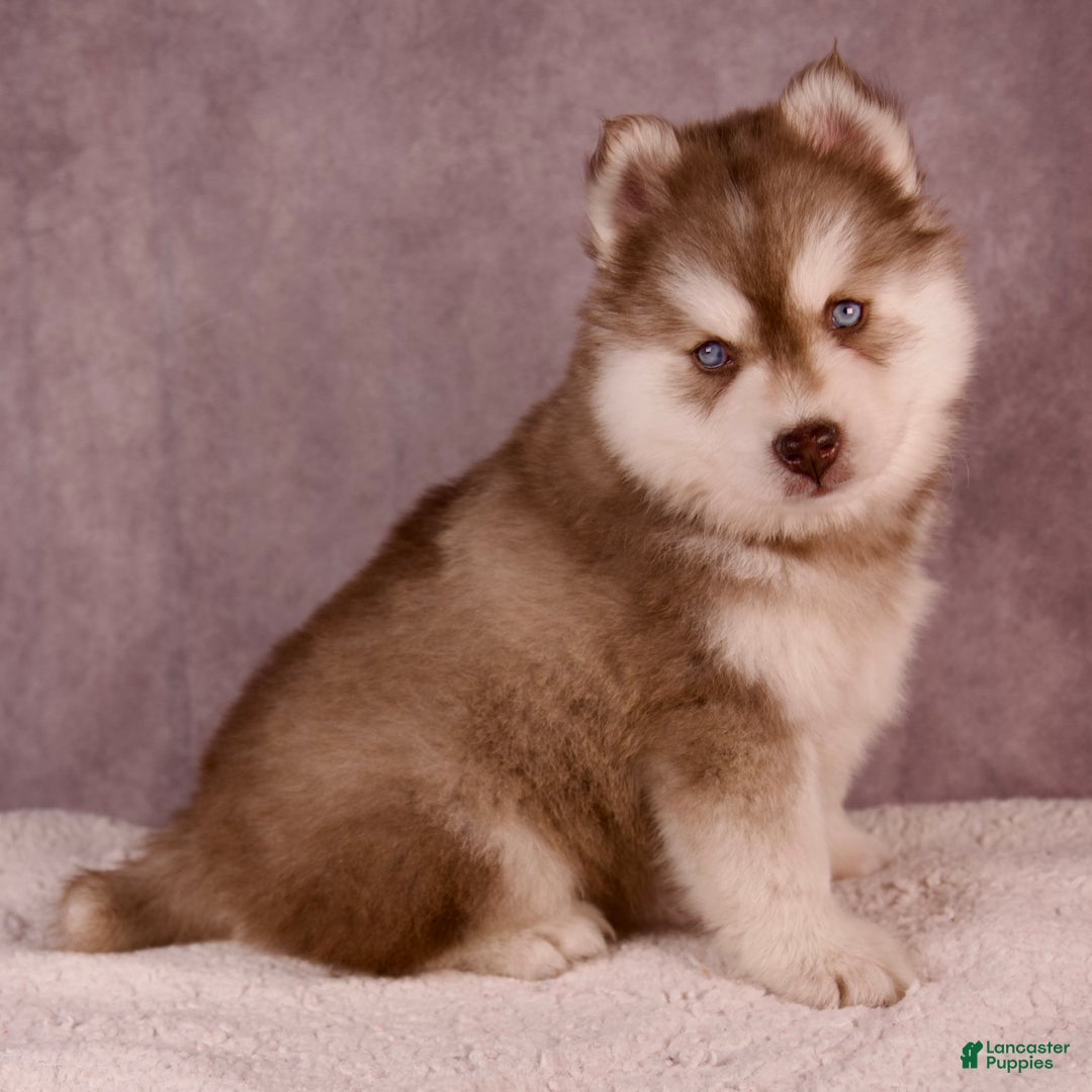 Pomsky dogs for sale: AJay - Ad 19