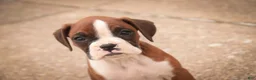 Boxer dogs for sale: Tressa - Ad 4