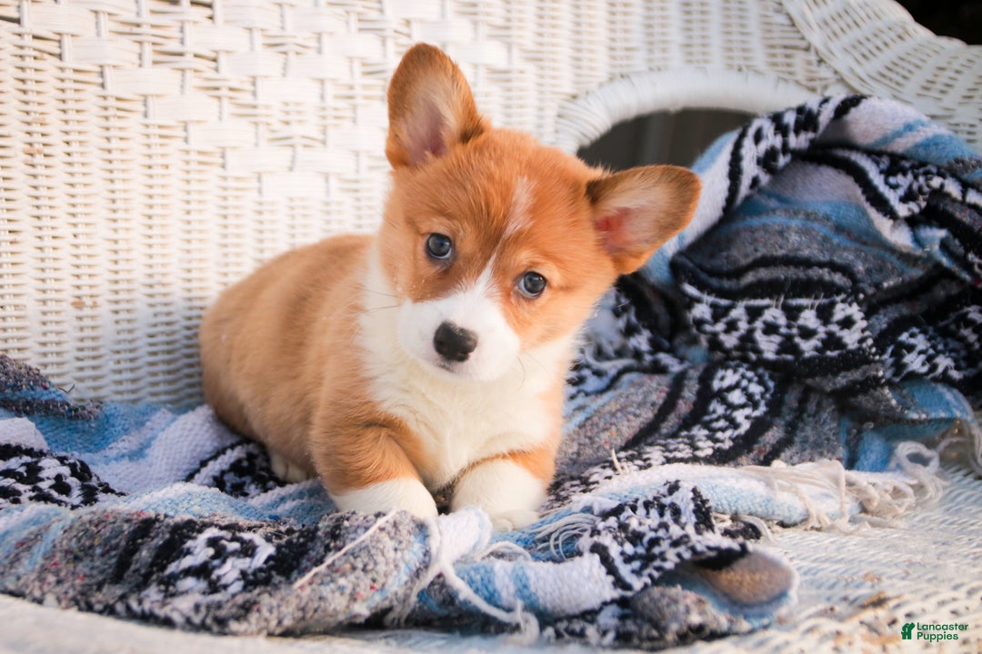 Welsh Corgi Pembroke dogs for sale: Spike - Ad 1