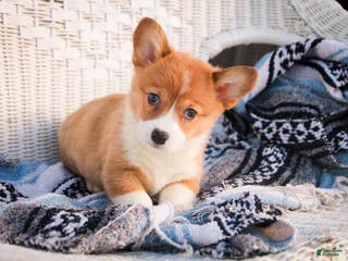 Welsh Corgi Pembroke dogs Spike - Ad 31