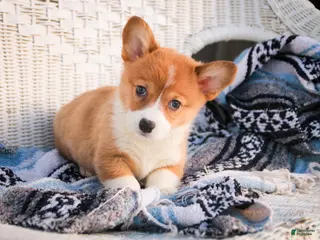 Welsh Corgi Pembroke dogs Spike - Ad 42