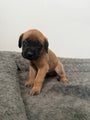English Mastiff Puppy 7