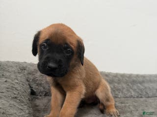 English Mastiff dogs English Mastiff Puppy 7 - Ad 33