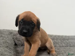English Mastiff dogs English Mastiff Puppy 7 - Ad 30