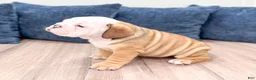 English Bulldog dogs for sale: Rubble - Ad 4