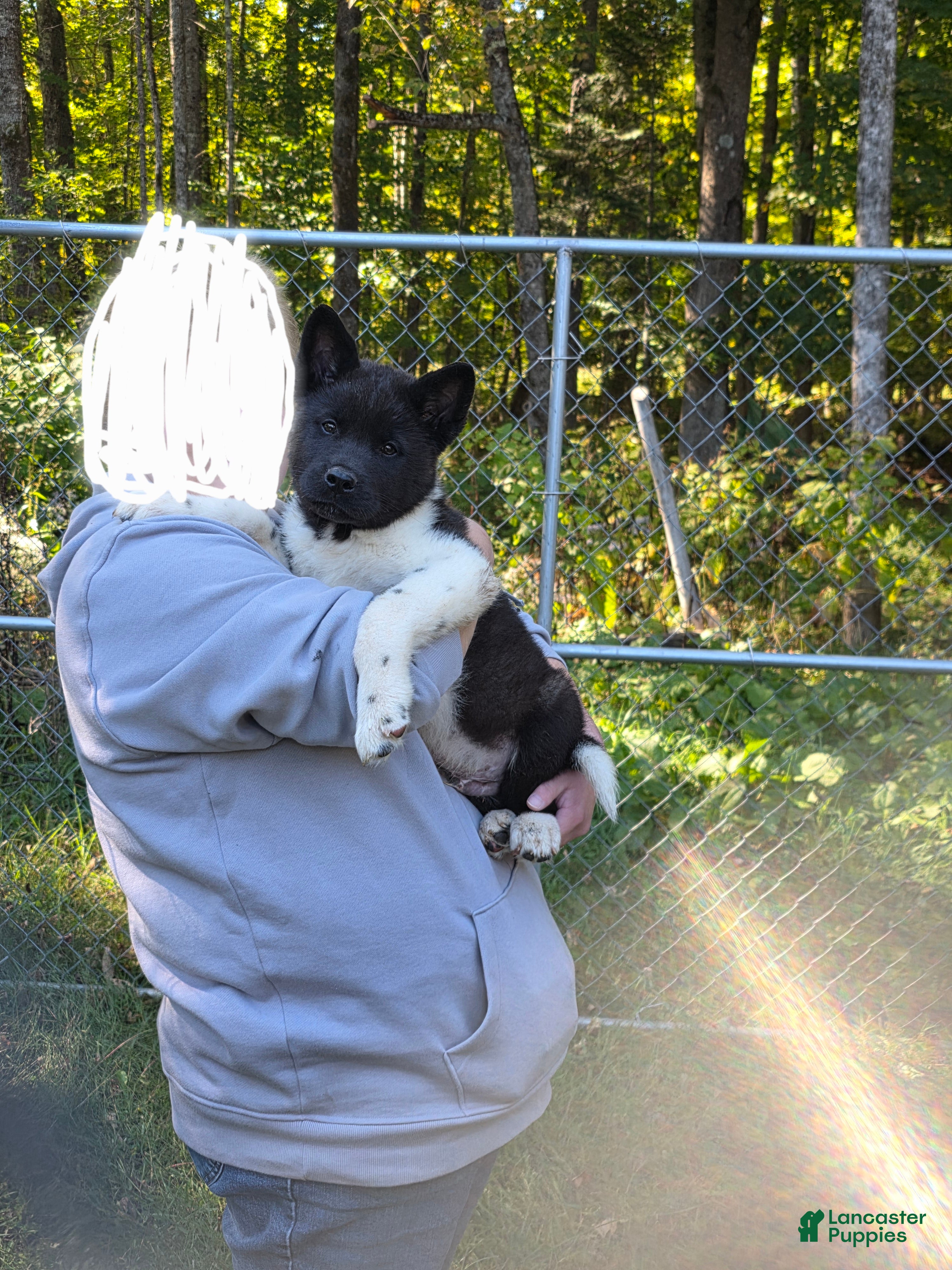 Akita dogs Akita 2 - Ad 26